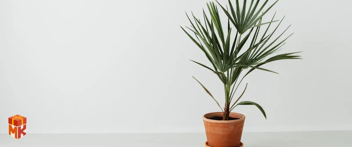 گلدان&zwnj;های تزئینی با گیاهان کوچک