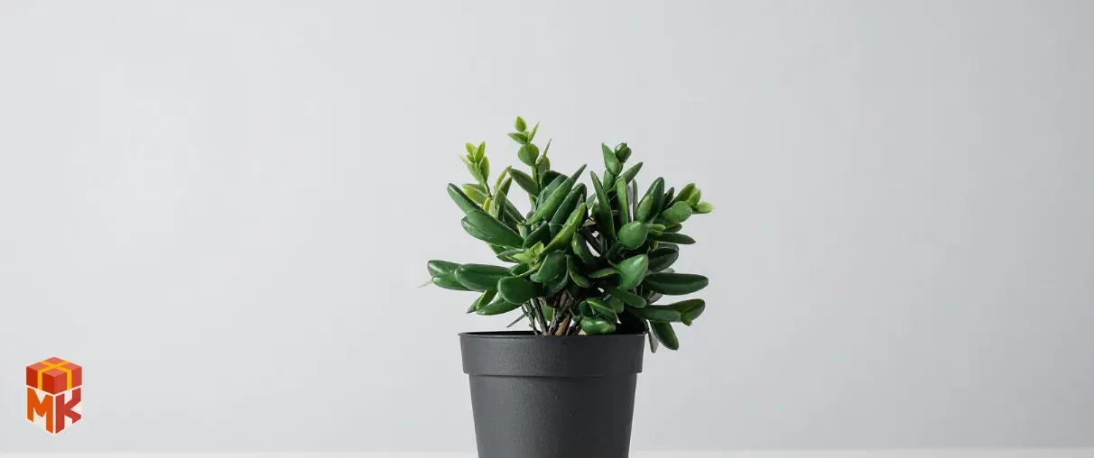 گیاه کوچک با برچسب 