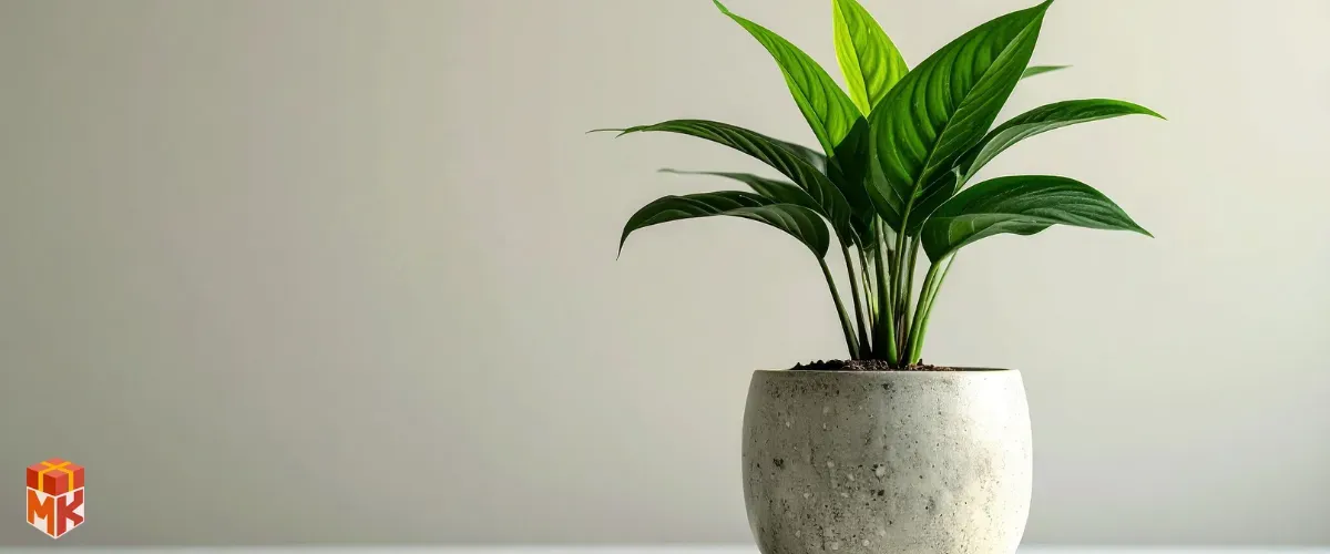 گلدان بزرگ&zwnj;تر یا گیاه آپارتمانی