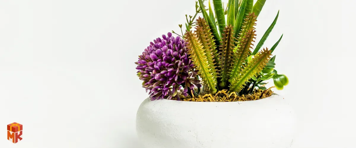 گیاه کوچک یا کاکتوس